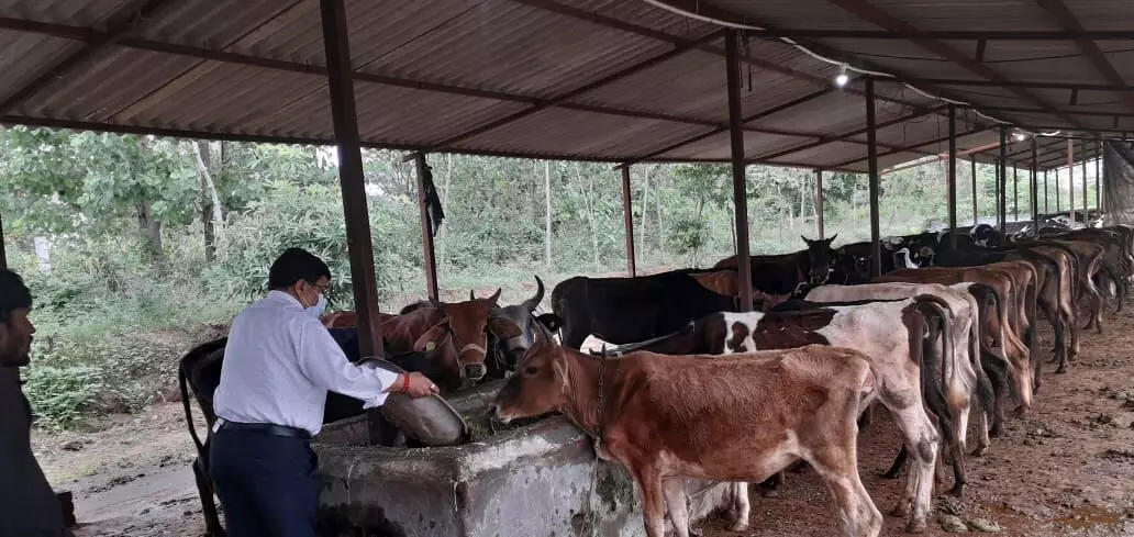 गौशालाओं में मिली कमियों को दुरुस्त करने की हिदायत