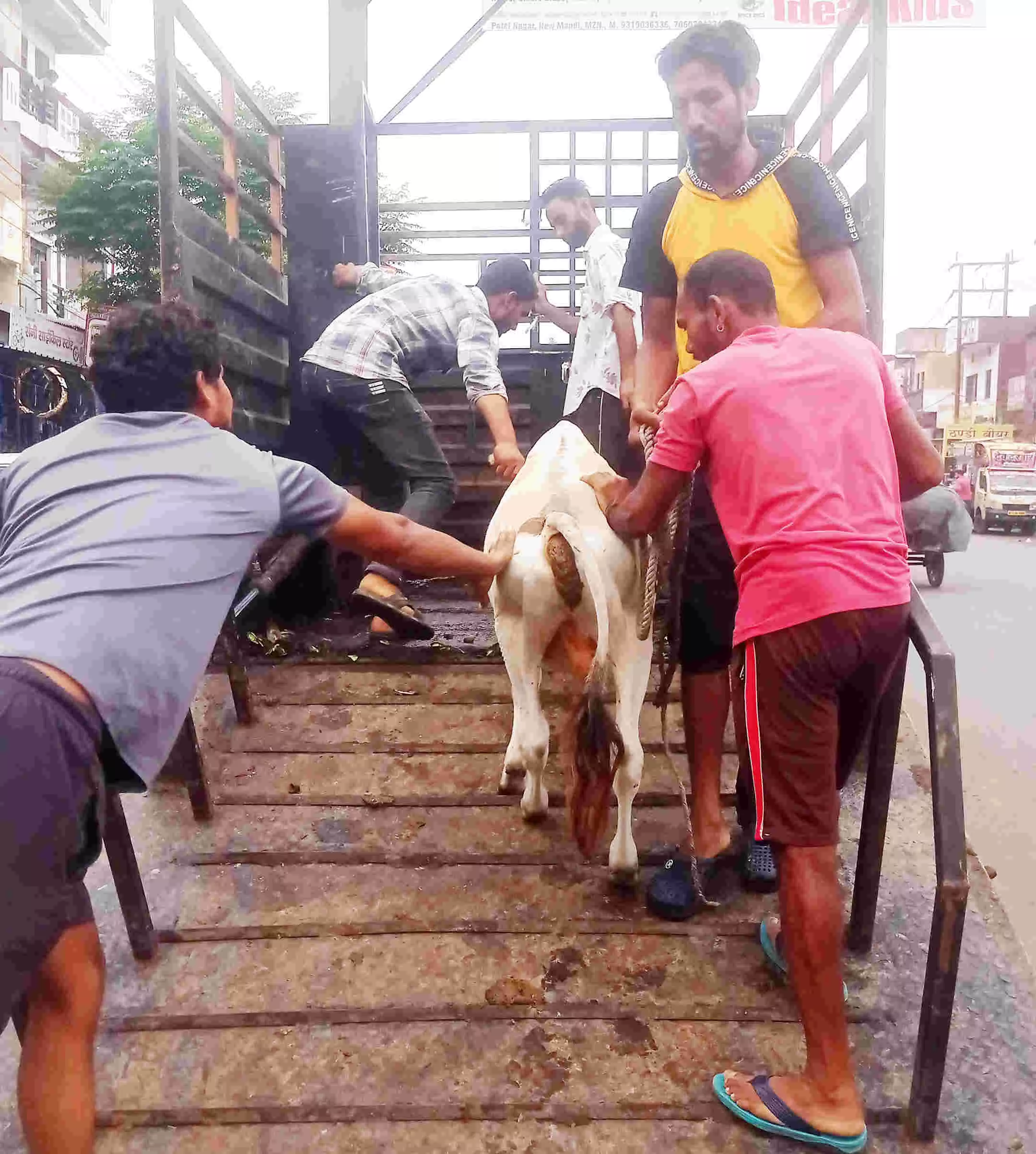 जानसठ रोड से निराश्रित गौवंशों को पकड़कर सेंचुरी भिजवाया