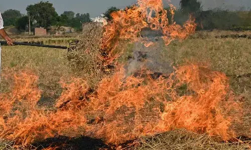 पराली जलाने वालों के खिलाफ एक्शन मोड में पंजाब सरकार, 920 किसानों पर FIR दर्ज; सख्ती से घटने लगे मामले