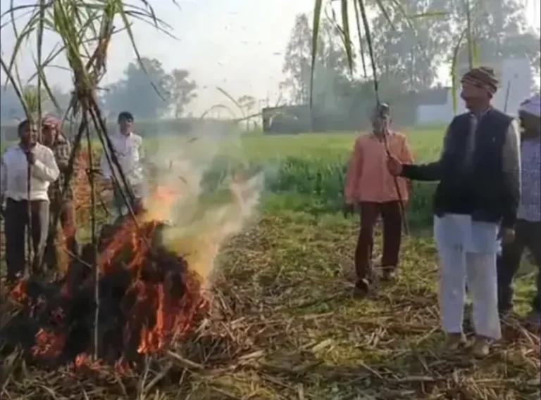 संभल गन्ना मूल्य 600 रुपये मांग को लेकर गन्ने की होली