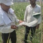 मंसूरपुर शुगर मिल चोटी बेधक कीट नियंत्रण अभियान - नयन जागृति