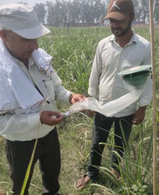 मंसूरपुर शुगर मिल चोटी बेधक कीट नियंत्रण अभियान - नयन जागृति