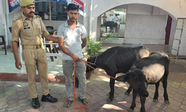 भैंस लूटकांड का खुलासा, आरोपी फैजान गिरफ्तार, दो कटरे बरामद